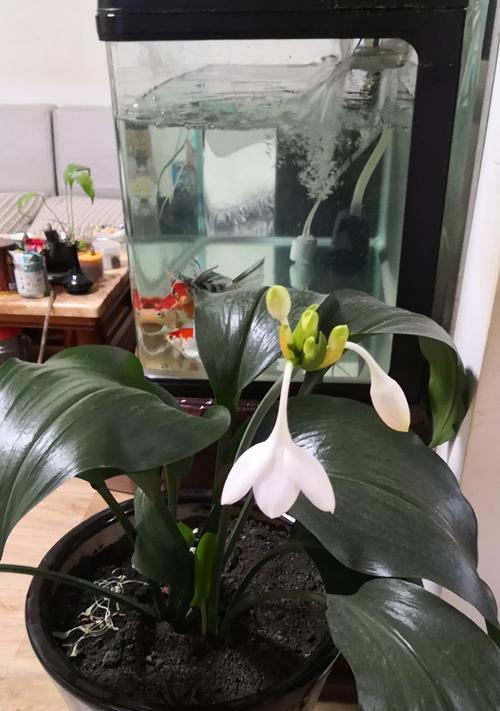 南美水仙的花语（南美水仙）