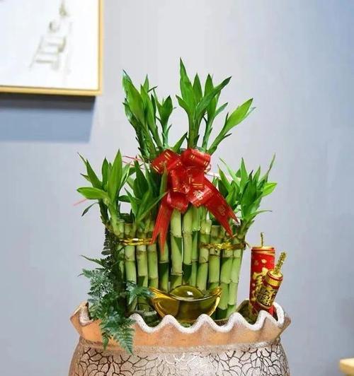 富贵竹能否浇淘米水（探讨给富贵竹浇淘米水的效果及注意事项）