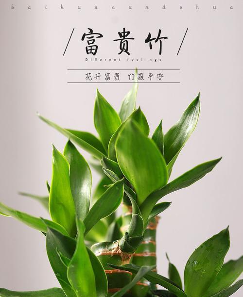 富贵竹的空气净化与吸甲醛作用剖析（富贵竹）
