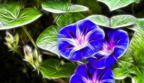 牵牛花的花语与美丽秘密（探寻牵牛花的神奇语言）