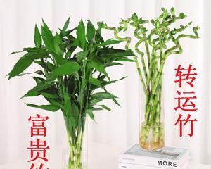 富贵竹的空气净化与吸甲醛作用剖析（富贵竹）