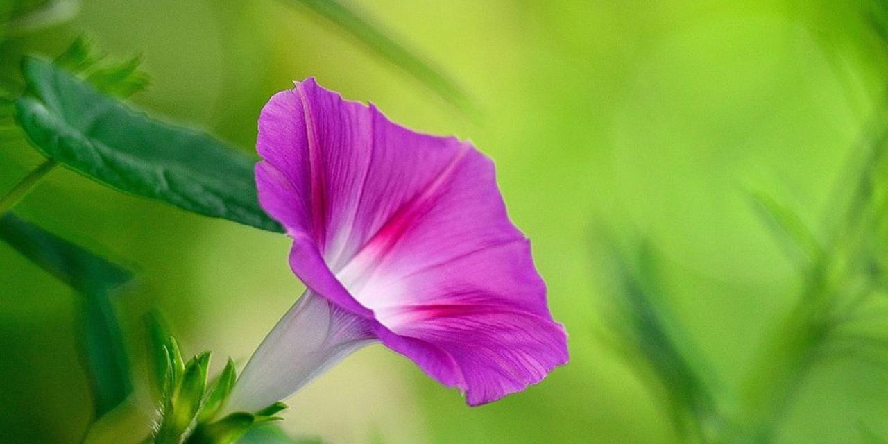 牵牛花（盛开于心）
