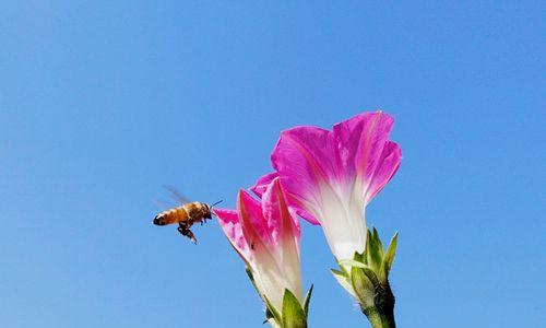 牵牛花（盛开于心）