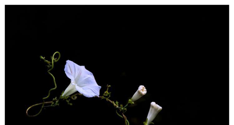 牵牛花花花语（探索花卉语言中的秘密）