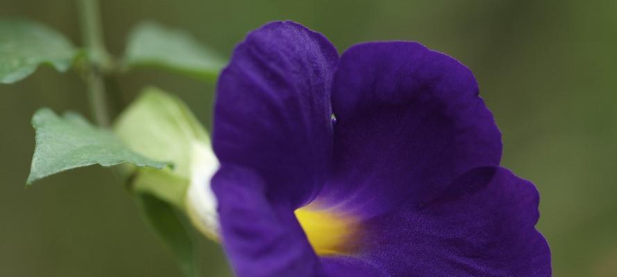 牵牛花花花语（探索花卉语言中的秘密）