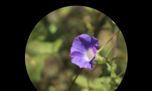 牵牛花花花语（探索花卉语言中的秘密）