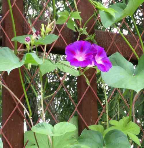 以牵牛花象征的人（追逐梦想的勇士与坚持不懈的奋斗者）