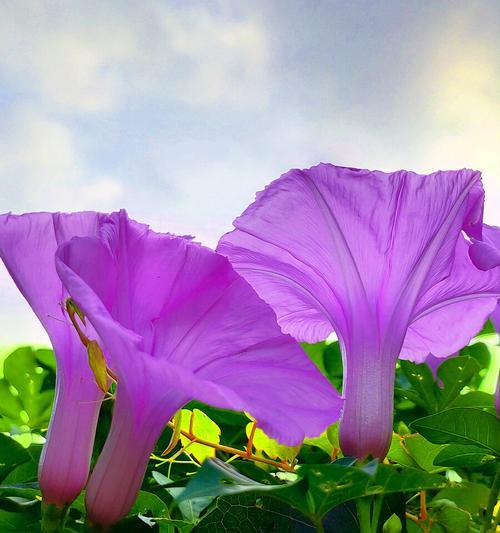 牵牛花的象征意义及文化传承（解读牵牛花的花语与文化内涵）
