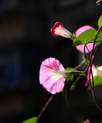 牵牛花的象征意义及文化传承（解读牵牛花的花语与文化内涵）