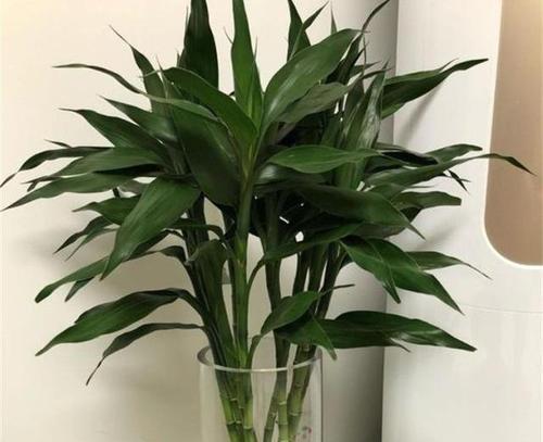 水培富贵竹的方法与注意事项（富贵竹水培技巧和养护要点）