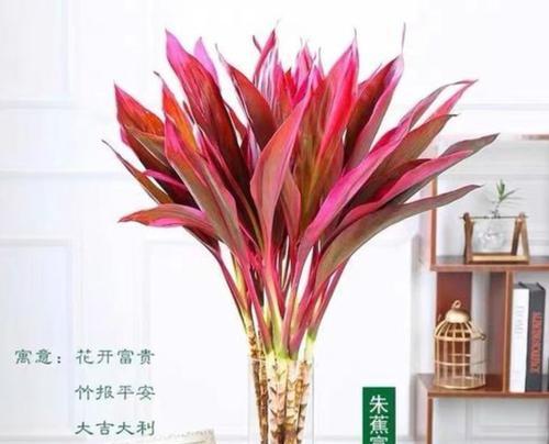 富贵竹之啤酒浇灌法（让你的富贵竹茁壮成长）