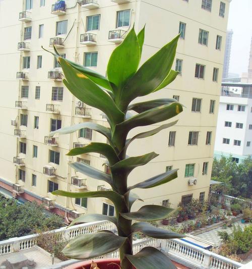 富贵竹之啤酒浇灌法（让你的富贵竹茁壮成长）