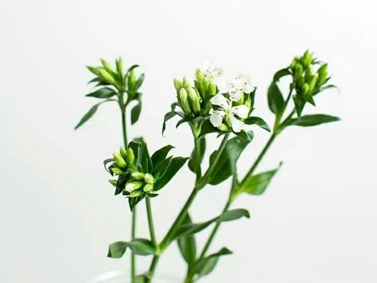 青梅花，花开香醉人生（追寻生命的意义与美好）