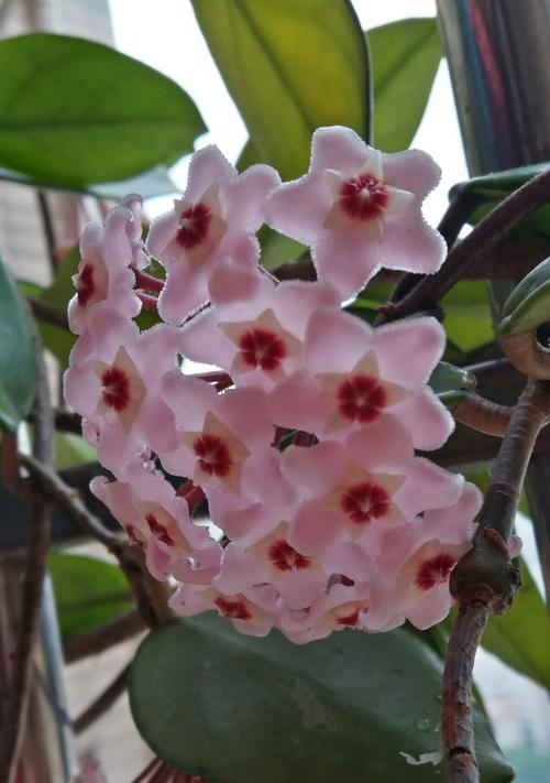 球兰花（解读球兰花的花语和神秘象征）