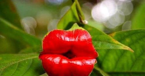 花语品种（以花语为线索）