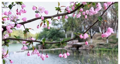 日本海棠花花语（探寻日本海棠花的花语与意义）
