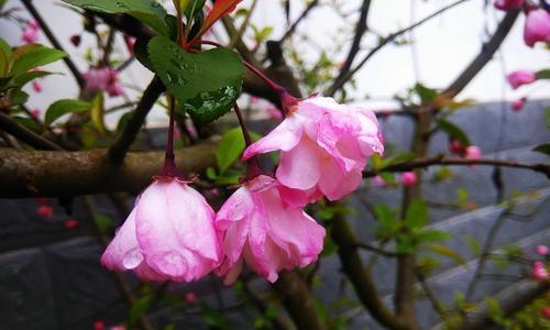 日本海棠花花语（探寻日本海棠花的花语与意义）