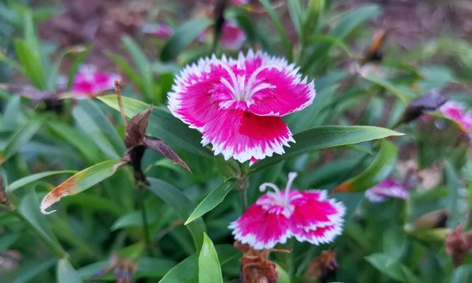 日本石竹的花语与意义（揭示日本石竹的深刻花语和文化内涵）