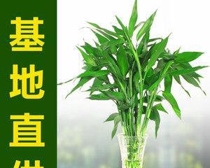 富贵竹能否有效吸收甲醛（探讨富贵竹在室内装修中的环保作用）