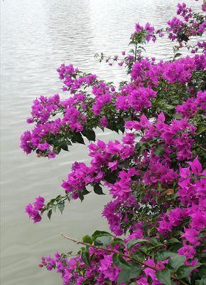 三角梅开花的美丽寓意（探寻三角梅盛放的芬芳之谜）