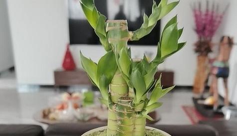 冬天养护富贵竹必知（富贵竹怕冷吗）