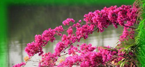 三角梅的花语与象征（以三角梅寓意的美好寓意）