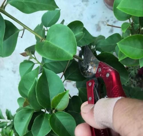 三角梅摘心的意义及方法（了解三角梅摘心的重要性及正确操作技巧）