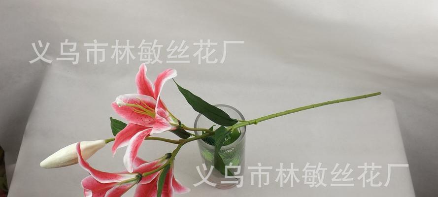 解读三头百合的意义与象征（探究三头百合的寓意及文化内涵）