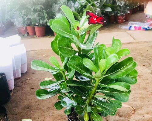 沙漠玫瑰花语与生活的启示（探寻沙漠玫瑰花的奇妙意义）