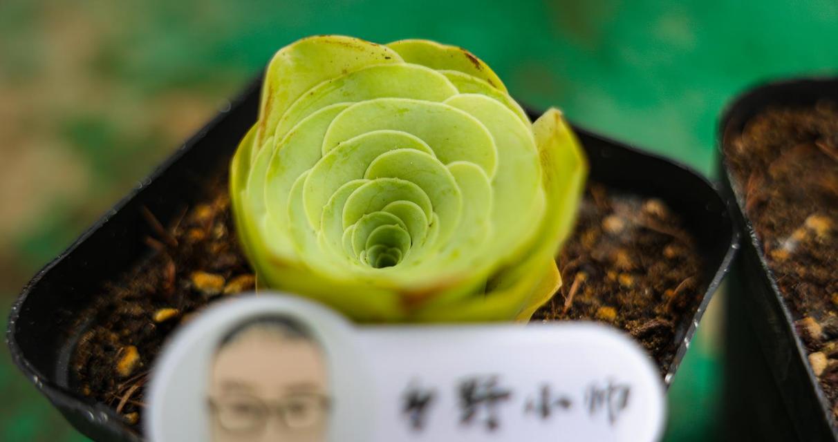 山地玫瑰的花语-寄托深情与坚韧（山地玫瑰的花语是什么）