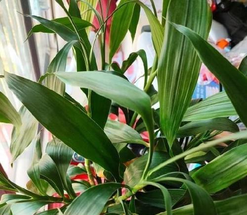 富贵竹开花时间及养护技巧详解（种植富贵竹需注意的问题及其开花周期分析）