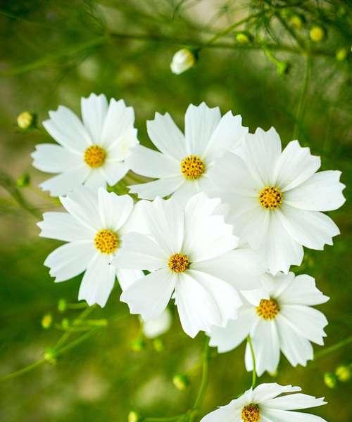 山柳兰花语（舒缓心灵的花朵——山柳兰花语）