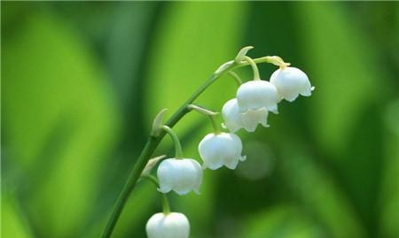 山柳兰花语（舒缓心灵的花朵——山柳兰花语）
