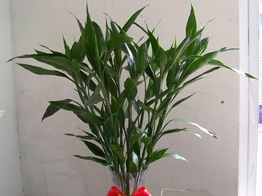 富贵竹——不是木本植物（揭秘富贵竹真正的植物类型及生长习性）