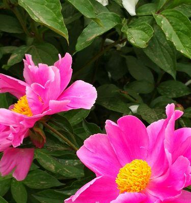 白色芍药花的花语与美丽寓意（探寻芍药花的象征与内涵）