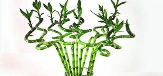 富贵竹——不是木本植物（揭秘富贵竹真正的植物类型及生长习性）