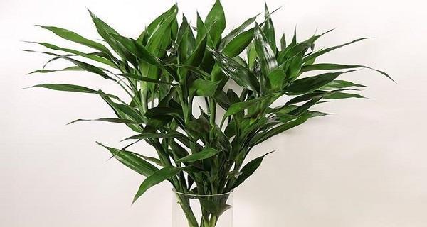 探秘富贵竹（富贵竹的品种与特点）