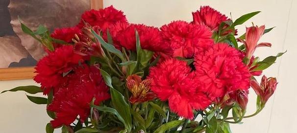 深红色石竹花（揭示深红色石竹花的花语及象征意义）
