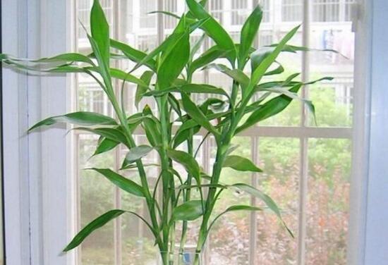 探秘富贵竹之神奇生命力（富贵竹属于什么植物类型）