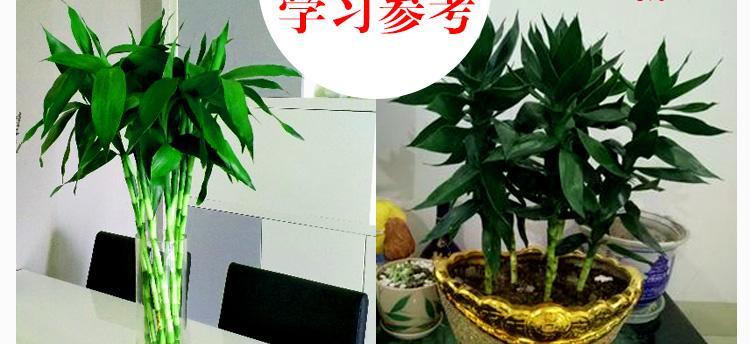 富贵竹水培还是土培好（比较水培和土培的优缺点）
