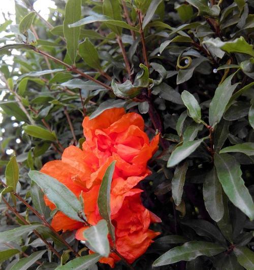 石榴花风水（石榴花风水的神奇力量与运势提升）