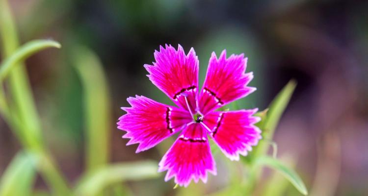 石竹花的意义与象征（探究石竹花在文化和传统中的重要角色）
