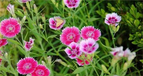 石竹花语的美丽与寓意（探索石竹花语之美）
