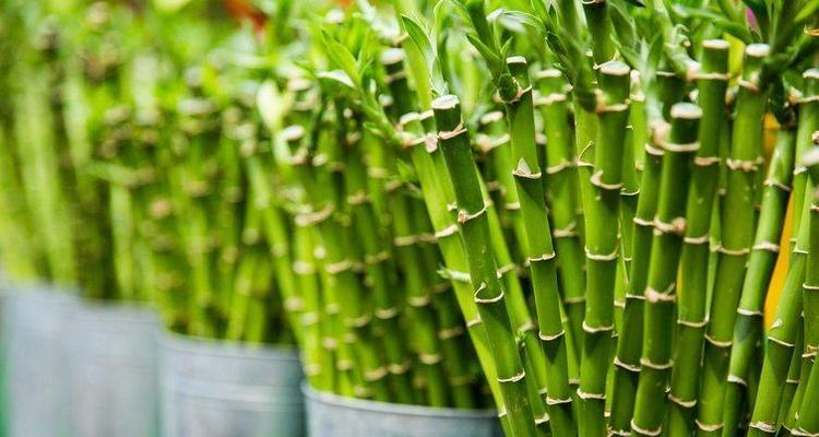富贵竹（甲醛污染不再恐惧）