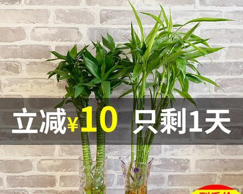 富贵竹（甲醛污染不再恐惧）