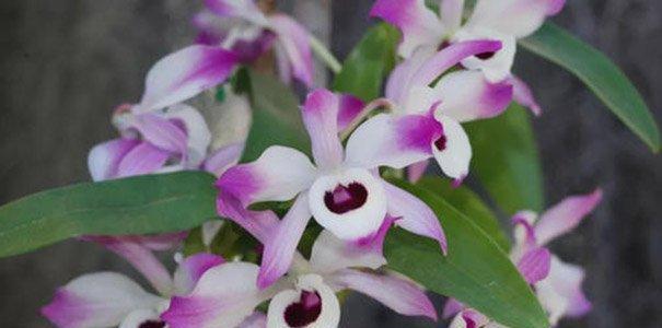 石斛兰花语的美丽寓意（揭示石斛兰花语的深层含义）