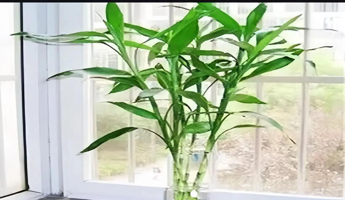 揭秘富贵竹的阳光爱好（探究富贵竹生长与阳光的关系）