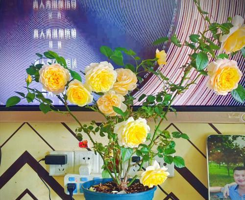 室内养月季的乐趣与技巧（打造花园般的室内繁花盛景）