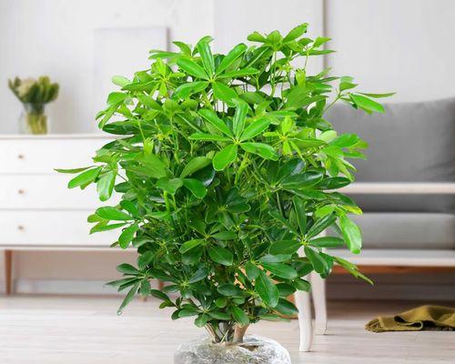 室内植物花象征生财之奇妙力量（揭开植物花朵背后的财富密码）