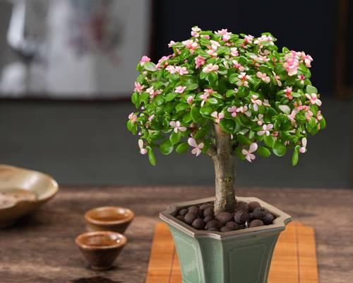 室内植物花象征生财之奇妙力量（揭开植物花朵背后的财富密码）